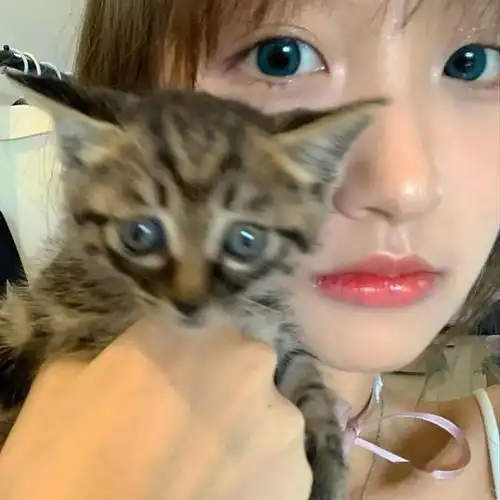  头像图片丨女生头像丨可爱的猫系女头1214