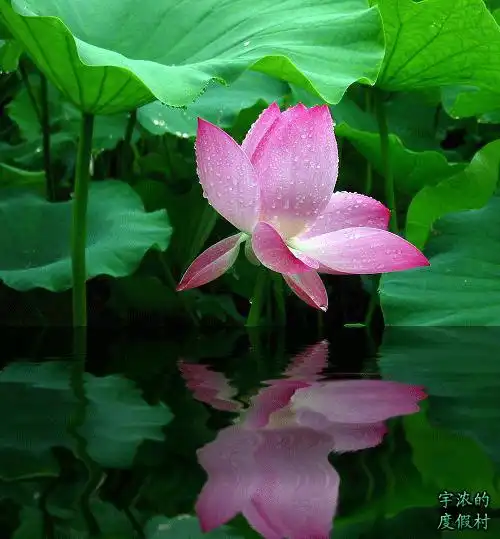  邀月天使