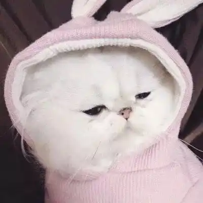女生头像萌宠小狗动漫情