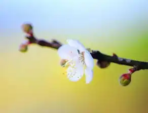 好运风景微信头像男