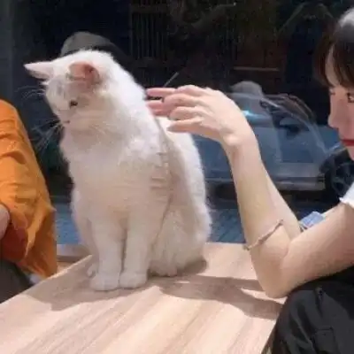 闺蜜双人头像猫咪伤口