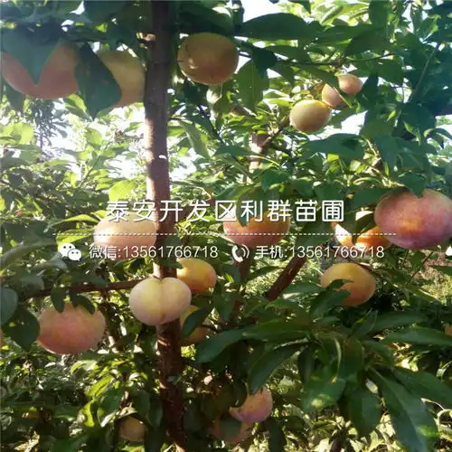  冰糖李树苗基地-黄页88网