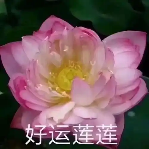  老年人爱用的很ok的表情包