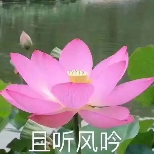  有哪些适合中年人用的头像