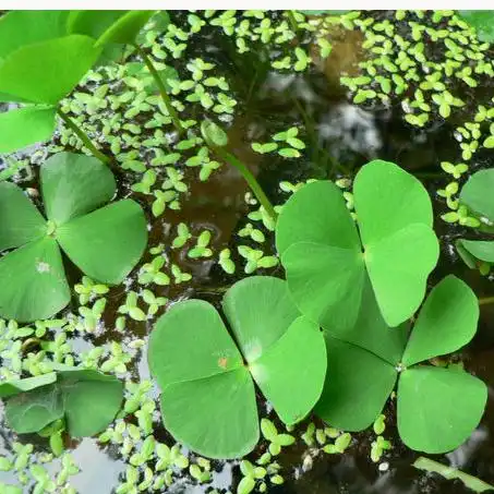 四叶草吉祥头像王赤