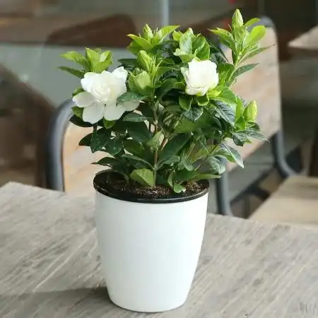  栀子花盆栽室内花卉绿植水培除甲醛植物图片大全邮乐官方网站
