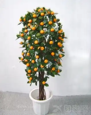  有毒植物和吉祥植物