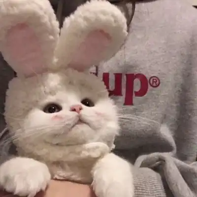  宋知意ins可爱小猫萌物背景图风景静物头像我要个性网