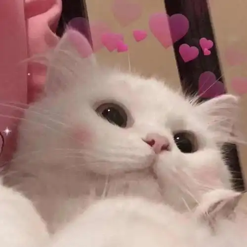 闺蜜头像一冷一萌猫咪