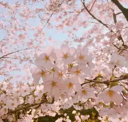  权威推荐2019年四川第六期花卉观赏指数发布,清明小长假赏花就看它