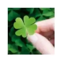  手绘四叶草唯美意境图片微信头像图片大全