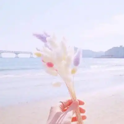 四叶草头像 小清新静物