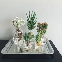  最新高清有意境唯美植物风景头像大全就想静静的待在你身边
