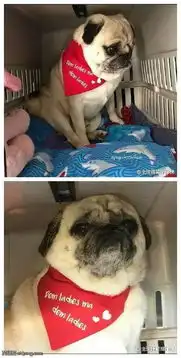  搞笑图片论为何遇到喜欢的人不会主动出击