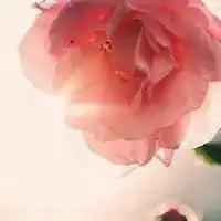 女生头像花朵唯美清新清