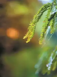  彩色森林浓墨重彩