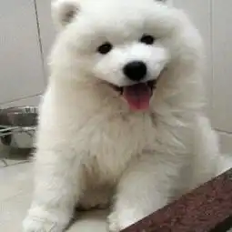  合肥在哪里能买到萨摩耶犬合肥萨摩耶犬多少钱一只