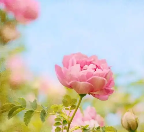  2021年桃花运最旺的生肖前四名,红鸾星动,转角遇到爱