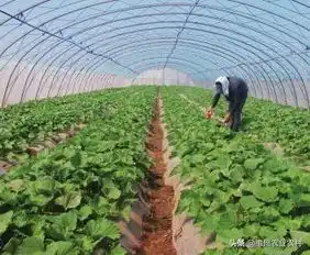  发展绿色高品质农业政府服务先行
