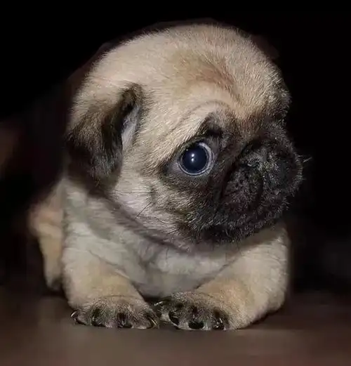 情侣头像奶凶奶气的警犬