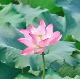  自从换了这个头像,我走上了撩妹之路