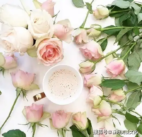  最美短句子精选,清新脱俗,内容引起极度舒适