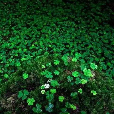 幸运草头像四叶草注定