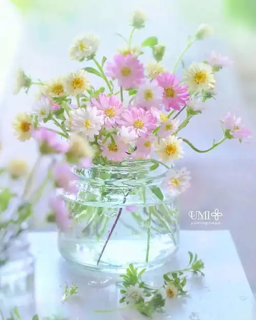  最美花卉,清新脱俗