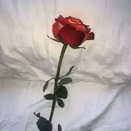 女生头像花朵唯美清新摄