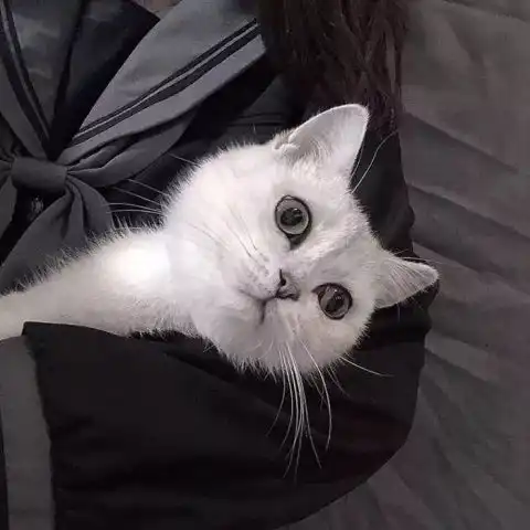 闺蜜双人头像猫咪欧拉