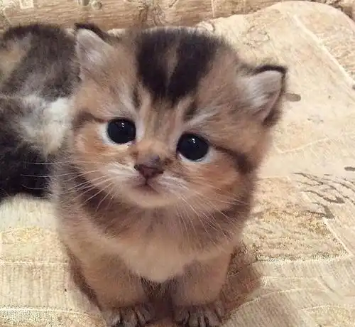  网友养猫的人,家里和身上有猫味,臭烘烘的,还不如养狗
