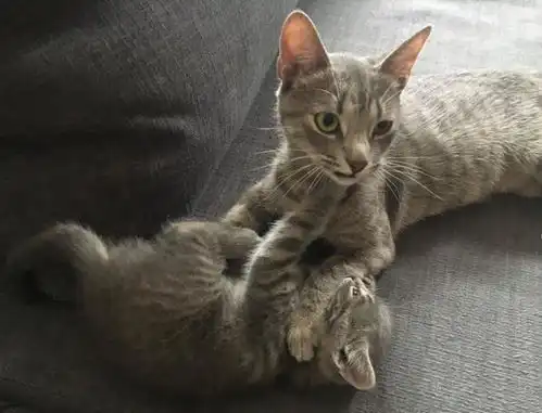  流浪猫来到女子家分娩,却因生病没奶水,小猫断奶时它又有奶水了