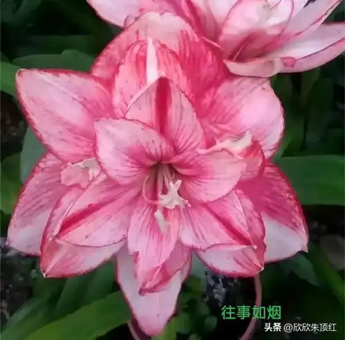 买朱顶红,这样的店铺千万要避开,否则追悔莫及