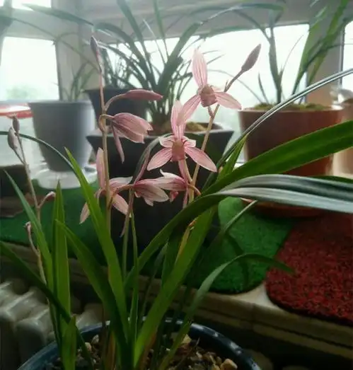  兰花这种植物,到了夏季,急需降热气