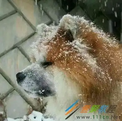 抖音上最火的情侣头像超
