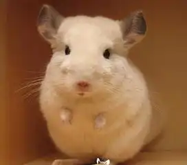  龙猫下崽了,大概多久多久下一只