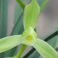  经典兰花微信头像招财好运兰花图片大全