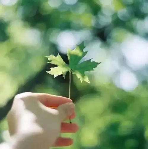 幸运草头像小清新图片迷