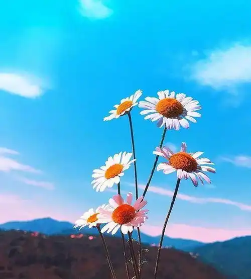  致自己很阳光的句子,令人一读再读的优美句子