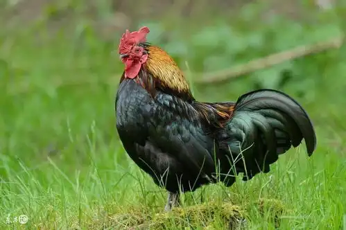  妻管严丈夫该怎么面对属鸡妻子的厉害
