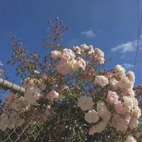  日常