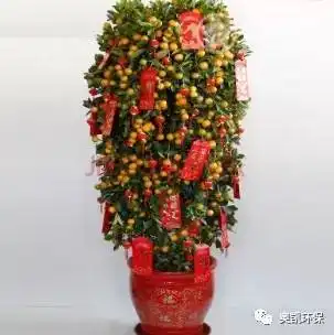  家居风水金桔树有何作用