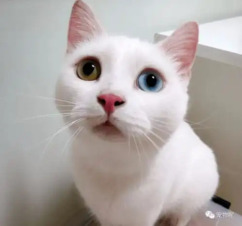  关于猫咪的6个谣言,至少一半你们都听过,很多人还在相信着