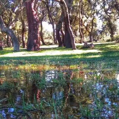 紫色山水风景微信头像景