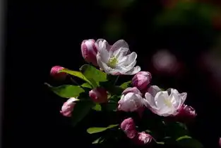  无言花自香淡定人从容