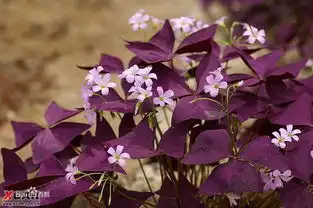  这种花叫什么名字谢谢回答