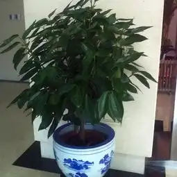  家里养这5种花卉,可赏心悦目还能带来好运平安