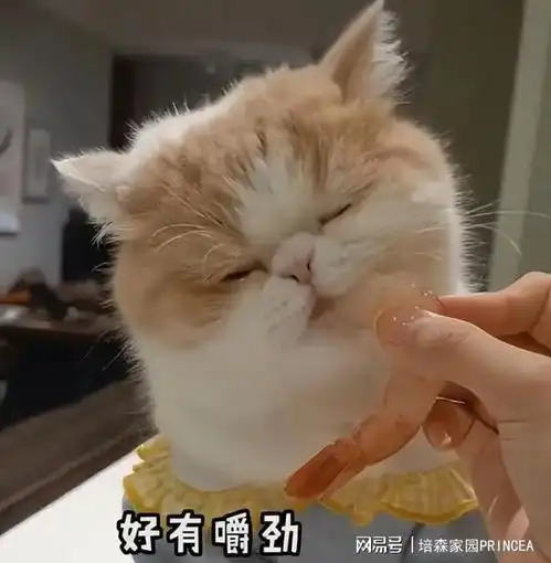  除了猫粮外,猫还能吃这几种人类食物,快收藏