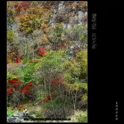  静寂山林枫叶之美专辑long