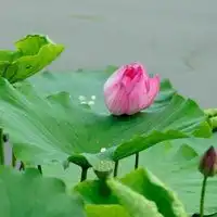  花草微信人头微信头像图片大全